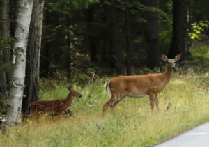 OUTDOORS NOTEBOOK: Consider cutting down the doe population and donating that meat to Hunters Helping the Hungry